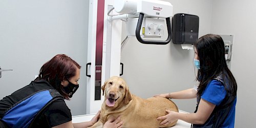 Butler sales emergency vet